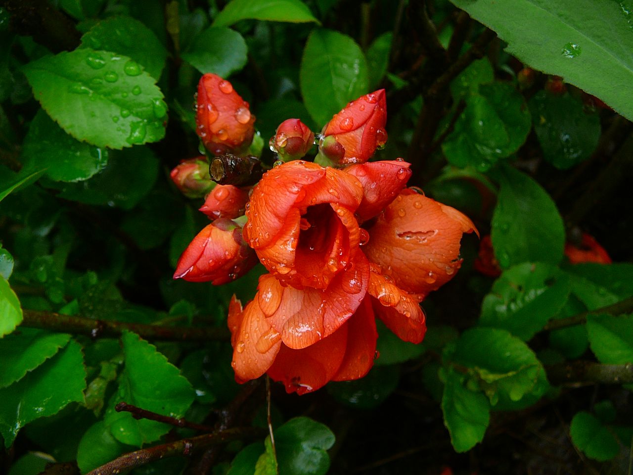 Japanese quince
